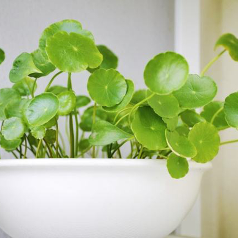 Pilea Интернет Магазин Растений