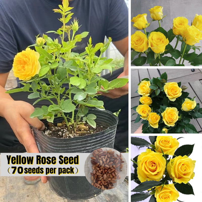 70 Seeds Yellow Rose Flower Seeds for Planting Buto Ng Bulaklak Japanese Rose  Seeds Bonsai Seed for Planting Balcony Potted Flower Plant Seeds Outdoor  Air Plants Roses Plants for Sale Vietnam Rose