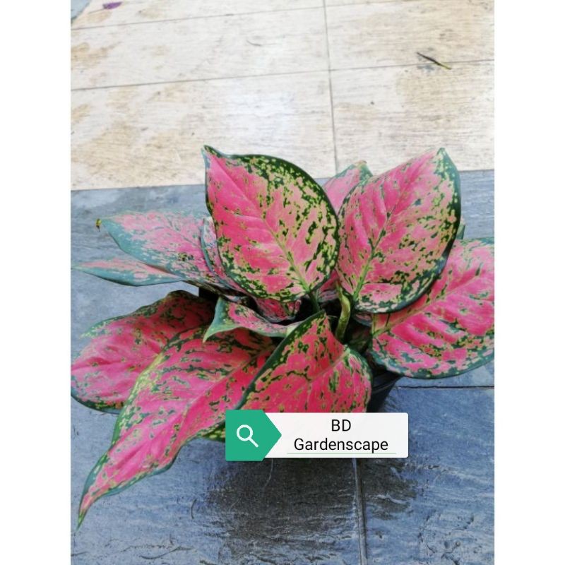 Seeds Aglaonema, Etta Rose, red pinkish foliage,