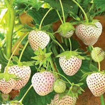 40pcs Cream Strawberry Fruit Seeds Home Garden Plant - Intl June 2018 - 3 40pcs Cream Strawberry Fruit Seeds Home Garden Plant - intl - 3
