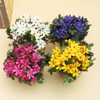 50 Blue Daisy Seeds Grow DIY Garden Flower - Intl June 2018 - 4 50 Blue Daisy Seeds Grow DIY Garden Flower - intl - 4