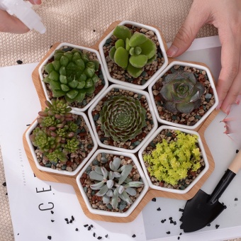 7+1 Pcs/set Decorative Geometry Hexagon White Ceramic SucculentPlant Pot Porcelain Flower Pot Zakka Home Decor(7 Pots+1 Tray) -intl June 2018 - 2 7+1 pcs/set Decorative Geometry Hexagon White Ceramic SucculentPlant Pot Porcelain Flower Pot Zakka Home Decor(7 pots+1 tray) -intl - 2