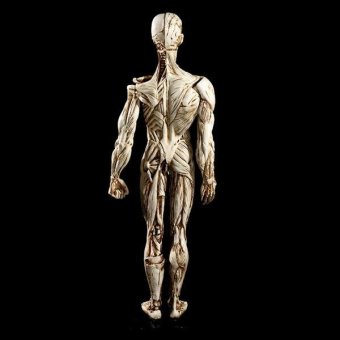 BolehDeals Removeable Resin Man Human Anatomy Skeleton Muscle ModelFull Body White - Intl June 2018 - 5 BolehDeals Removeable Resin Man Human Anatomy Skeleton Muscle ModelFull Body White - intl - 5