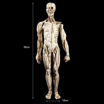 BolehDeals Removeable Resin Man Human Anatomy Skeleton Muscle ModelFull Body White - Intl June 2018 - 4 BolehDeals Removeable Resin Man Human Anatomy Skeleton Muscle ModelFull Body White - intl - 4