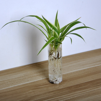 Creative Home Cylinder Glass Mini Wall Hanging Water Plant Vase Bottle Tank July 2018 - 2 Creative Home Cylinder Glass Mini Wall Hanging Water Plant Vase Bottle Tank - 2