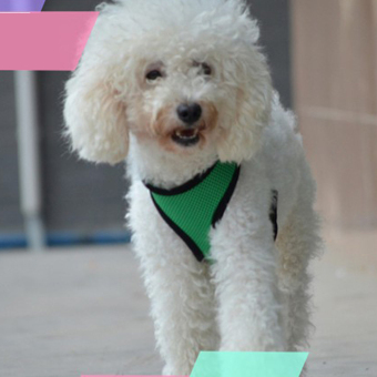 Soft Mesh Dog Harness Pet Puppy Cat Clothing Vest Green M June 2018 - 5 Soft Mesh Dog Harness Pet Puppy Cat Clothing Vest Green M - 5