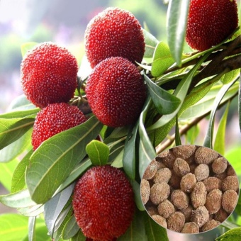 Sunshop 10Pcs Arbutus Tree Delicious Chinese Fruit Seeds For Healthy And Home Garden Easy Grow - Intl June 2018 - 2 Sunshop 10Pcs Arbutus Tree Delicious Chinese Fruit Seeds For Healthy And Home Garden Easy Grow - intl - 2