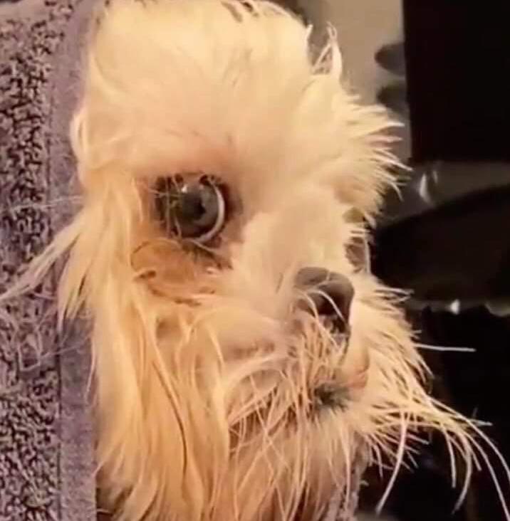 CleanStar Dental Floss Pick Box 50's review and price