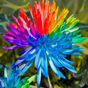 Elife 20Pcs Rainbow Chrysanthemum Seeds Rare Flowers Seed - Intl June 2018 - 2 Elife 20Pcs Rainbow Chrysanthemum Seeds Rare Flowers Seed - intl - 2