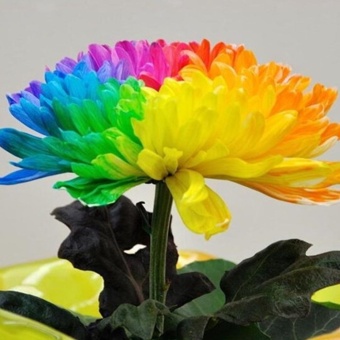 Elife 20Pcs Rainbow Chrysanthemum Seeds Rare Flowers Seed - Intl June 2018 - 3 Elife 20Pcs Rainbow Chrysanthemum Seeds Rare Flowers Seed - intl - 3