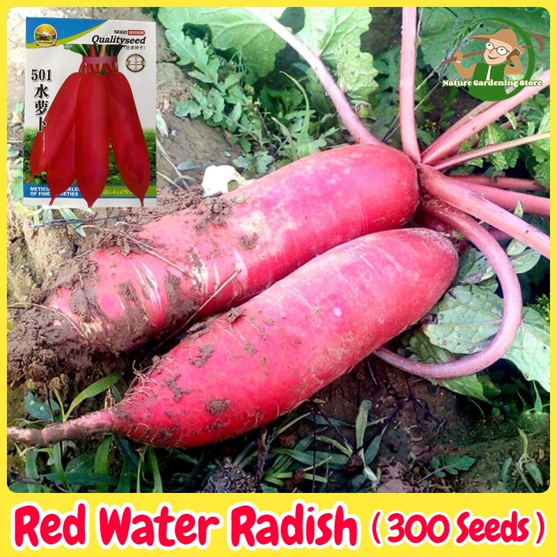 Organic Red Water Radish Seeds for Planting (300 Seeds) Sweet Crispy 501  Water Radish Seeds High Yield Labanos Seeds Radish Plants Vegetable Seeds  for