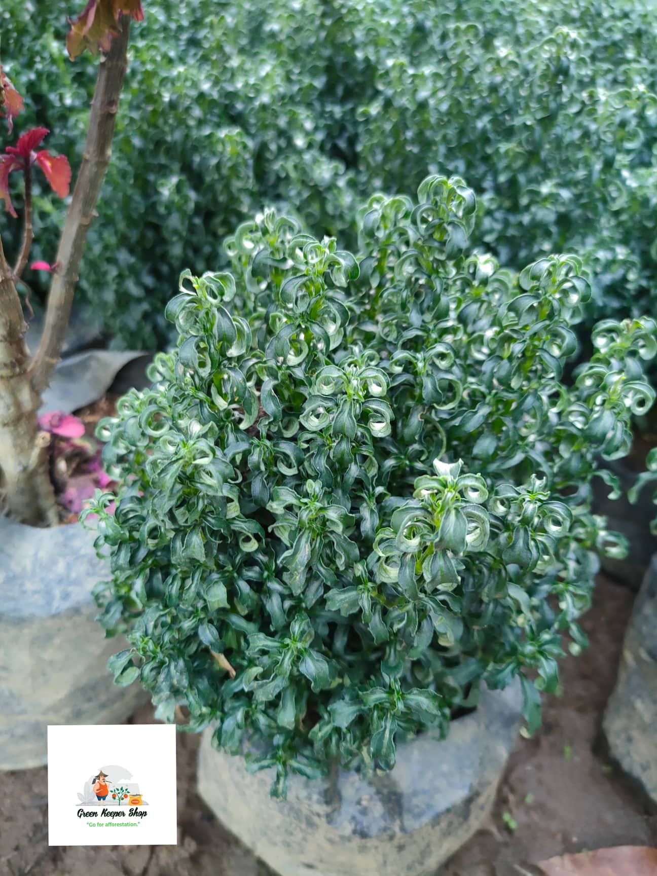 money tree pachira Money Tree main image 1