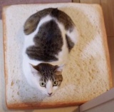 Pet's 40*40cm Cat Cushion Pillow Toy Toast Bread Cushion Bed - Intl September 2018 - 2 Pet's 40*40cm Cat Cushion Pillow Toy Toast Bread Cushion Bed - intl - 2