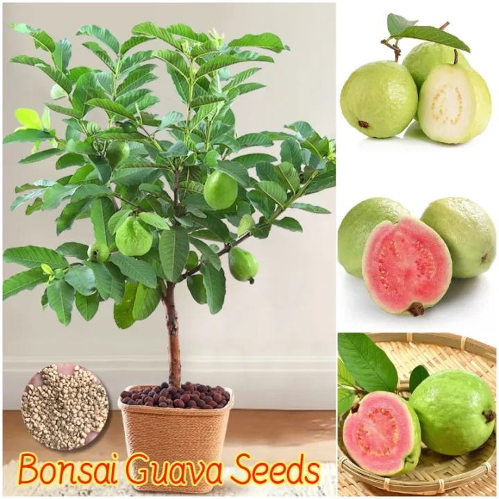 Buy 1 take 1]10pcs Bonsai Guava Seeds for Planting Vegetable Plants Dwarf  Taiwan Red Guava Fruit Seeds - Lazada | Lazada PH