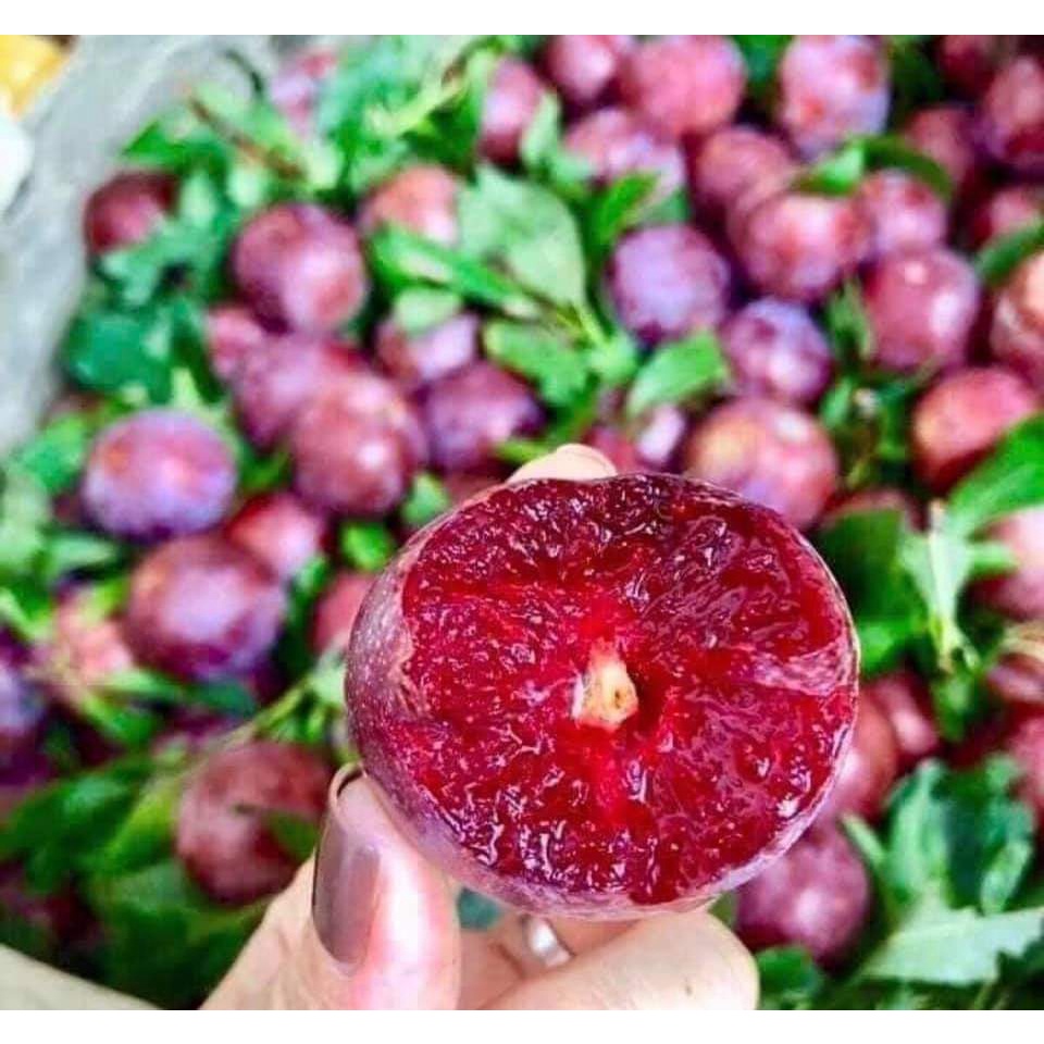 Cây giống mận hậu quả to ngọt