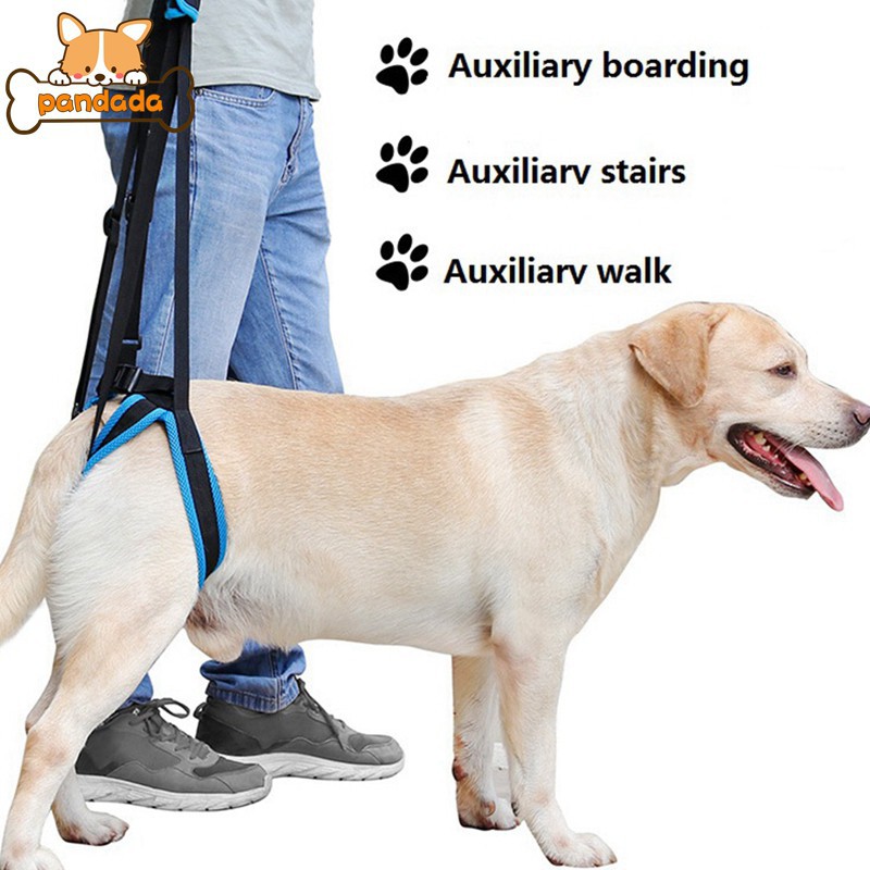 dog harness to help dog walk