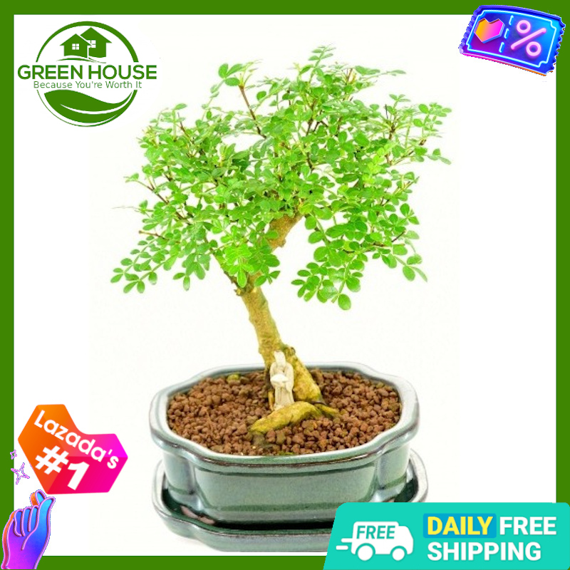 parlor palm indoor plant Parlor Palm Plant and Golden Pothos Kokedama