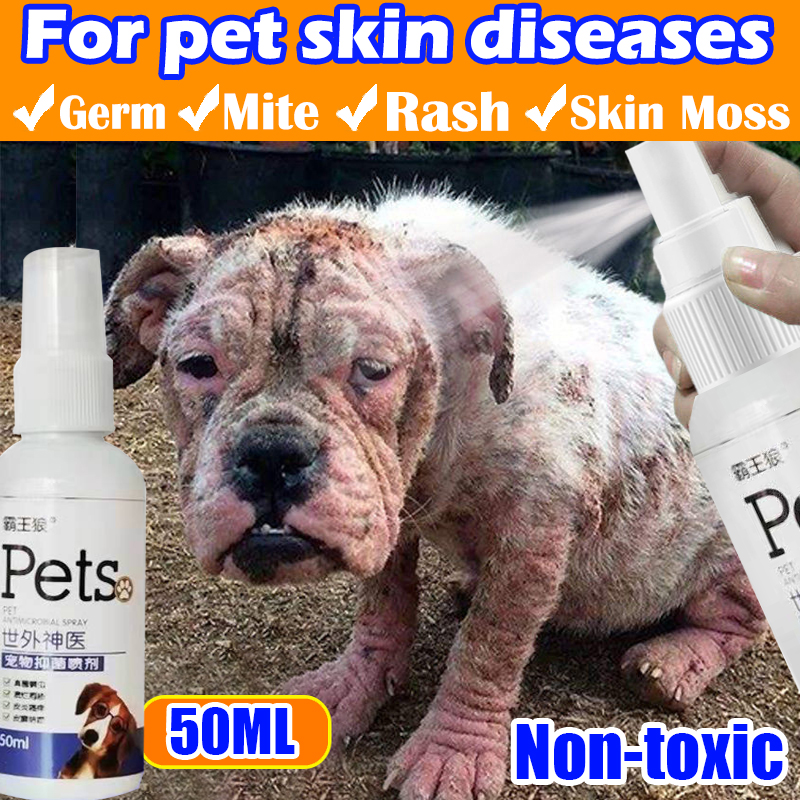 can scabies kill a dog