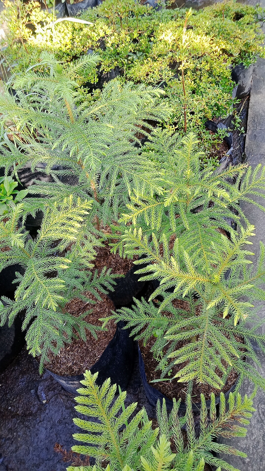 Pine Tree Norfolk Island Indoor Plant Lazada Ph